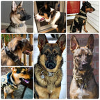 Dog Collar--My Store-My Store